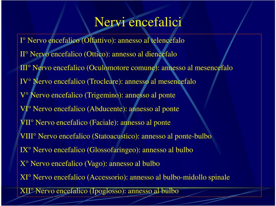 annesso al ponte VII Nervo encefalico (Faciale): annesso al ponte VIII Nervo encefalico (Statoacustico): annesso al ponte-bulbo IX Nervo encefalico (Glossofaringeo):