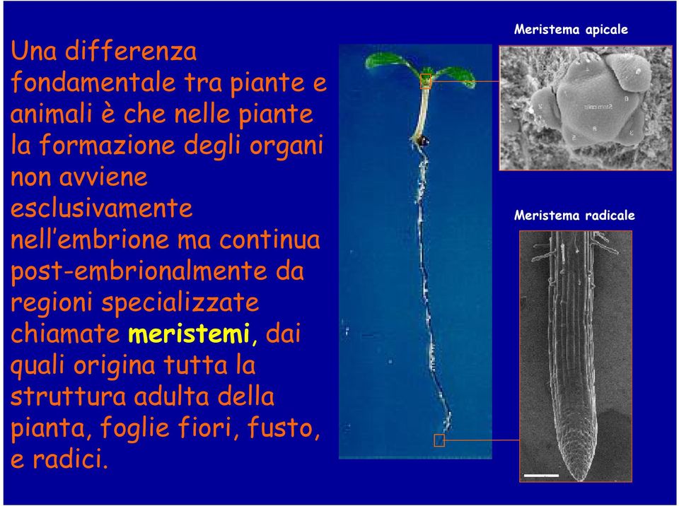 post-embrionalmente da regioni specializzate chiamate meristemi, dai quali origina