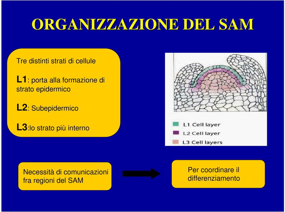 Subepidermico L3:lo strato più interno Necessità di