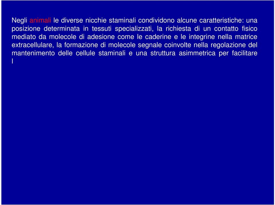 facilitare l uscita di una delle due cellule figlie verso la via differenziativa.