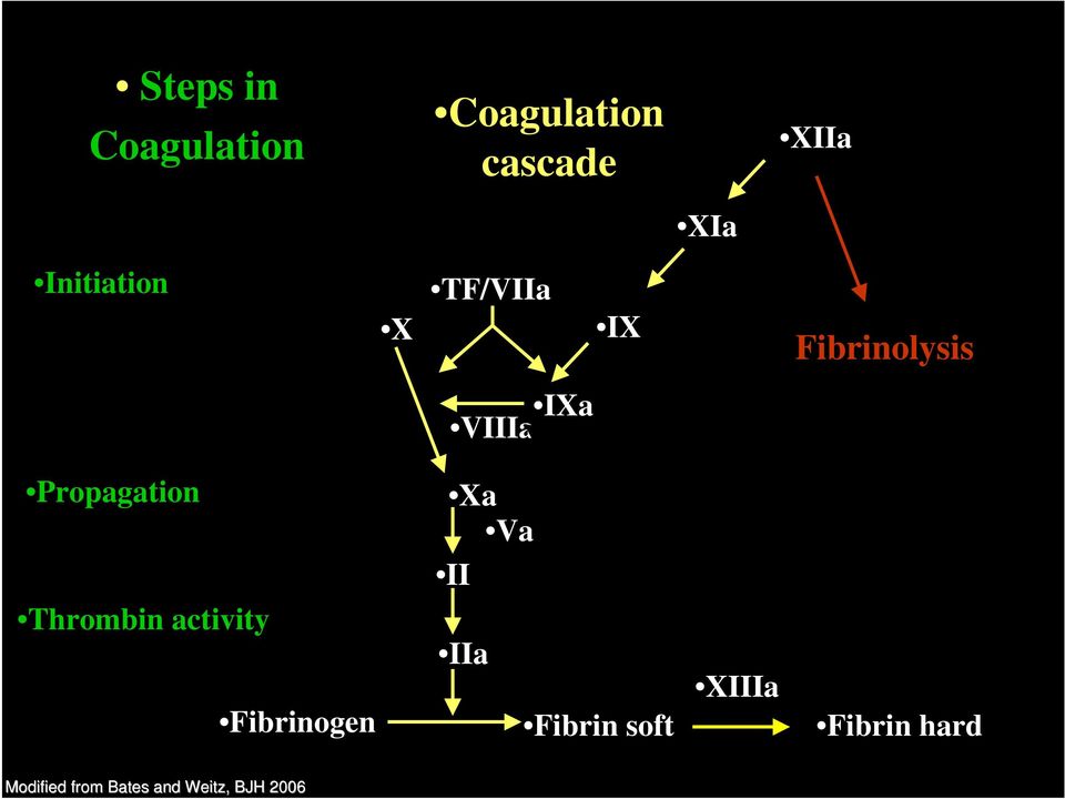 Propagation Xa Va II Thrombin activity Fibrinogen IIa