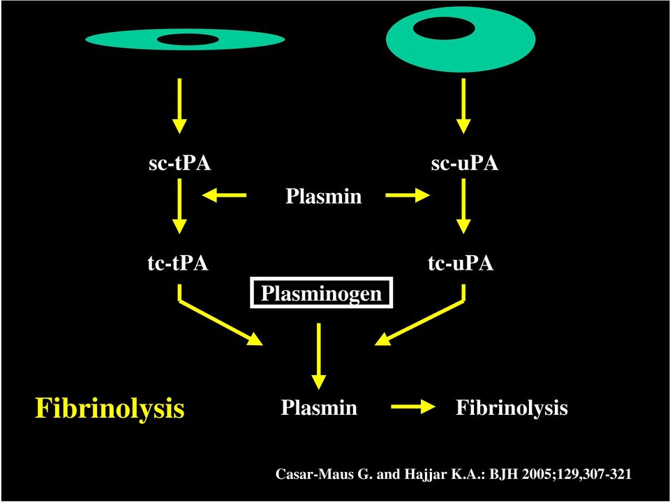 Plasmin Fibrinolysis Casar-Maus G.