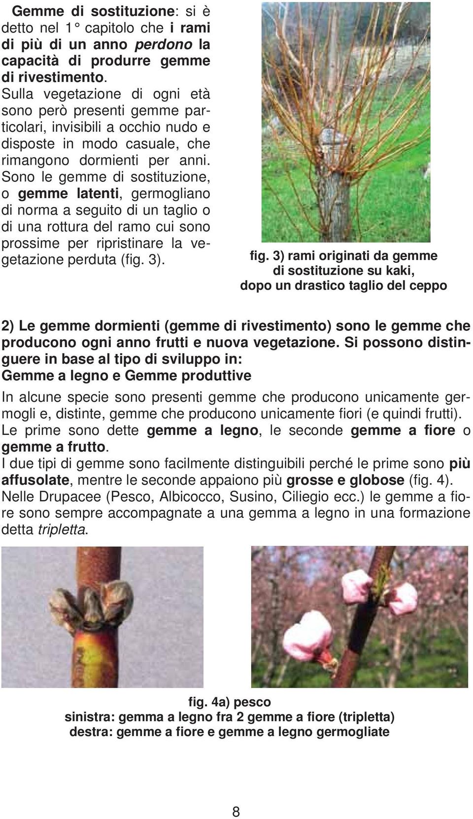 Sono le gemme di sostituzione, o gemme latenti, germogliano di norma a seguito di un taglio o di una rottura del ramo cui sono prossime per ripristinare la vegetazione perduta (fig. 3). fig.