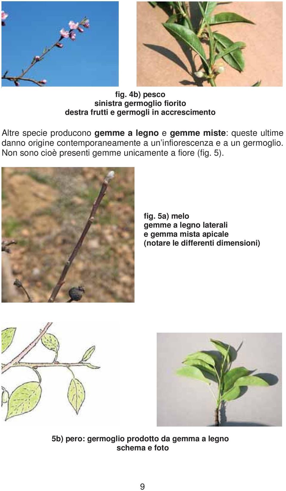 germoglio. Non sono cioè presenti gemme unicamente a fiore (fig. 5). fig.