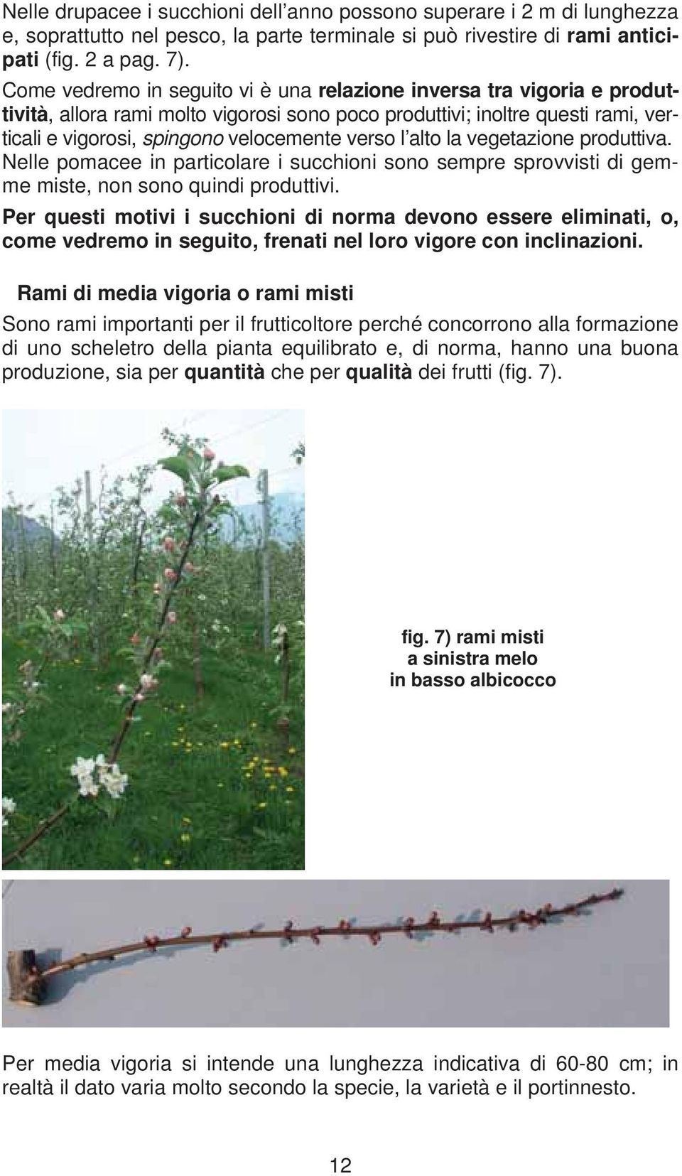 alto la vegetazione produttiva. Nelle pomacee in particolare i succhioni sono sempre sprovvisti di gemme miste, non sono quindi produttivi.