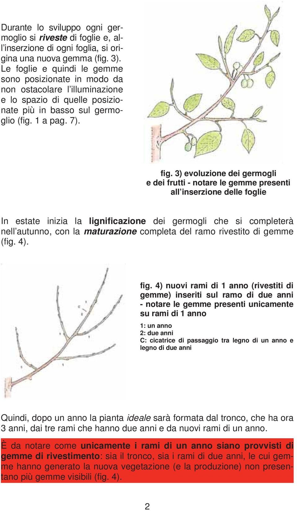 3) evoluzione dei germogli e dei frutti - notare le gemme presenti all inserzione delle foglie In estate inizia la lignificazione dei germogli che si completerà nell autunno, con la maturazione