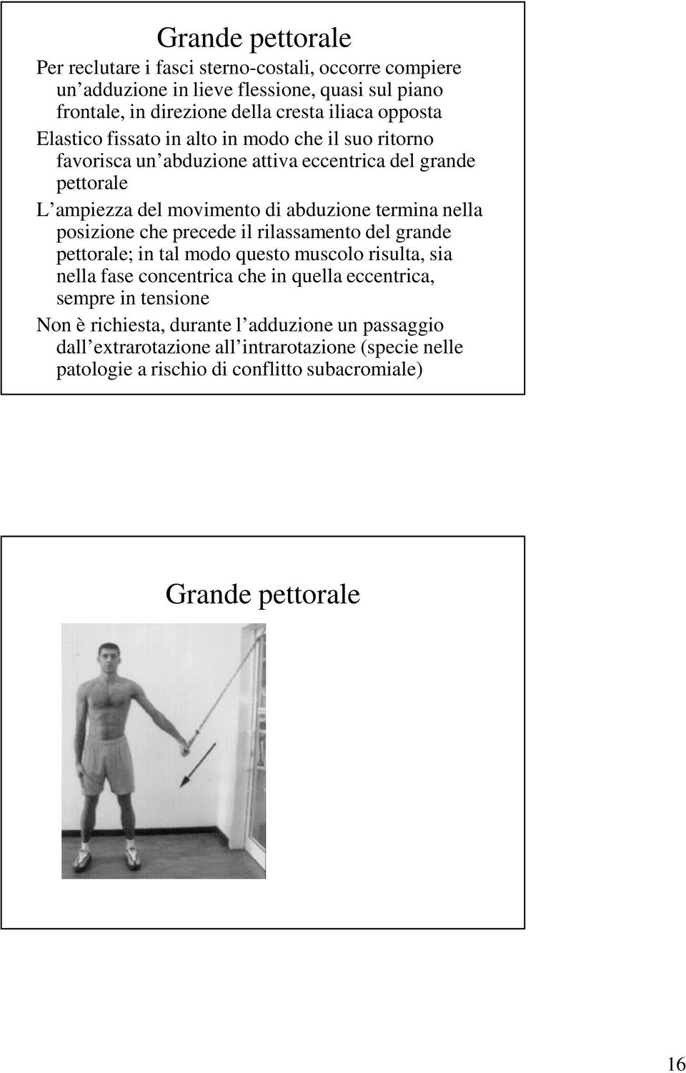 nella posizione che precede il rilassamento del grande pettorale; in tal modo questo muscolo risulta, sia nella fase concentrica che in quella eccentrica, sempre in