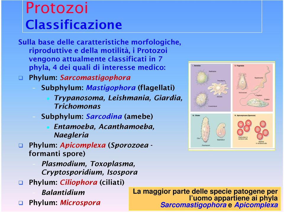 Subphylum: Sarcodina (amebe) Entamoeba, Acanthamoeba, Naegleria Phylum: Apicomplexa (Sporozoea - formanti spore) Plasmodium, Toxoplasma, Cryptosporidium,