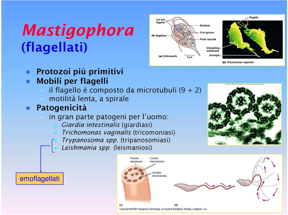 parte patogeni per l uomo: Giardia intestinalis (giardiasi) Trichomonas vaginalis