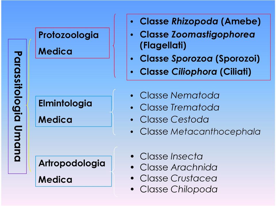 (Sporozoi) Classe Ciliophora (Ciliati) Classe Nematoda Classe Trematoda Classe