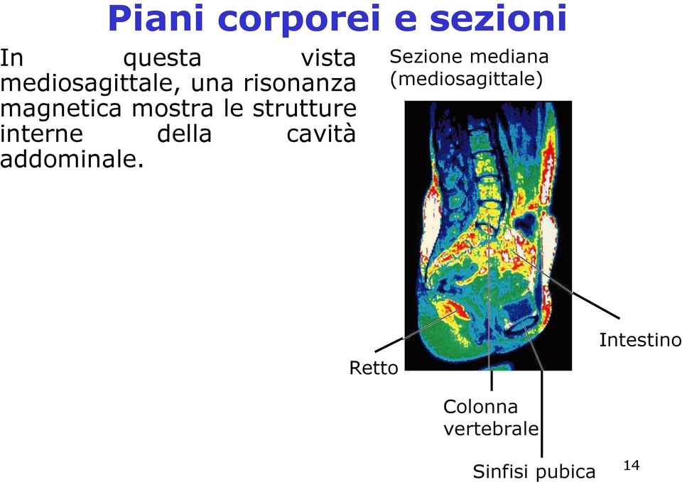 strutture interne della cavità addominale.