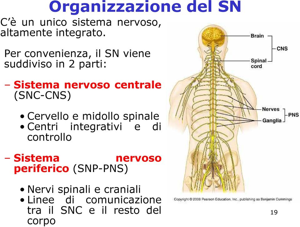 (SNC-CNS) Cervello e midollo spinale Centri integrativi e di controllo Sistema