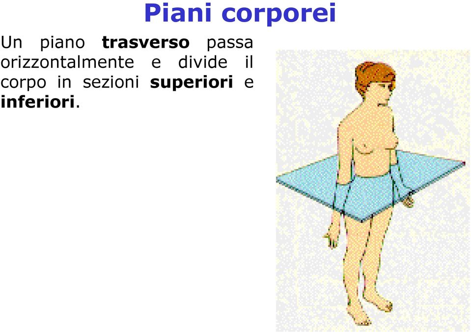 orizzontalmente e divide il