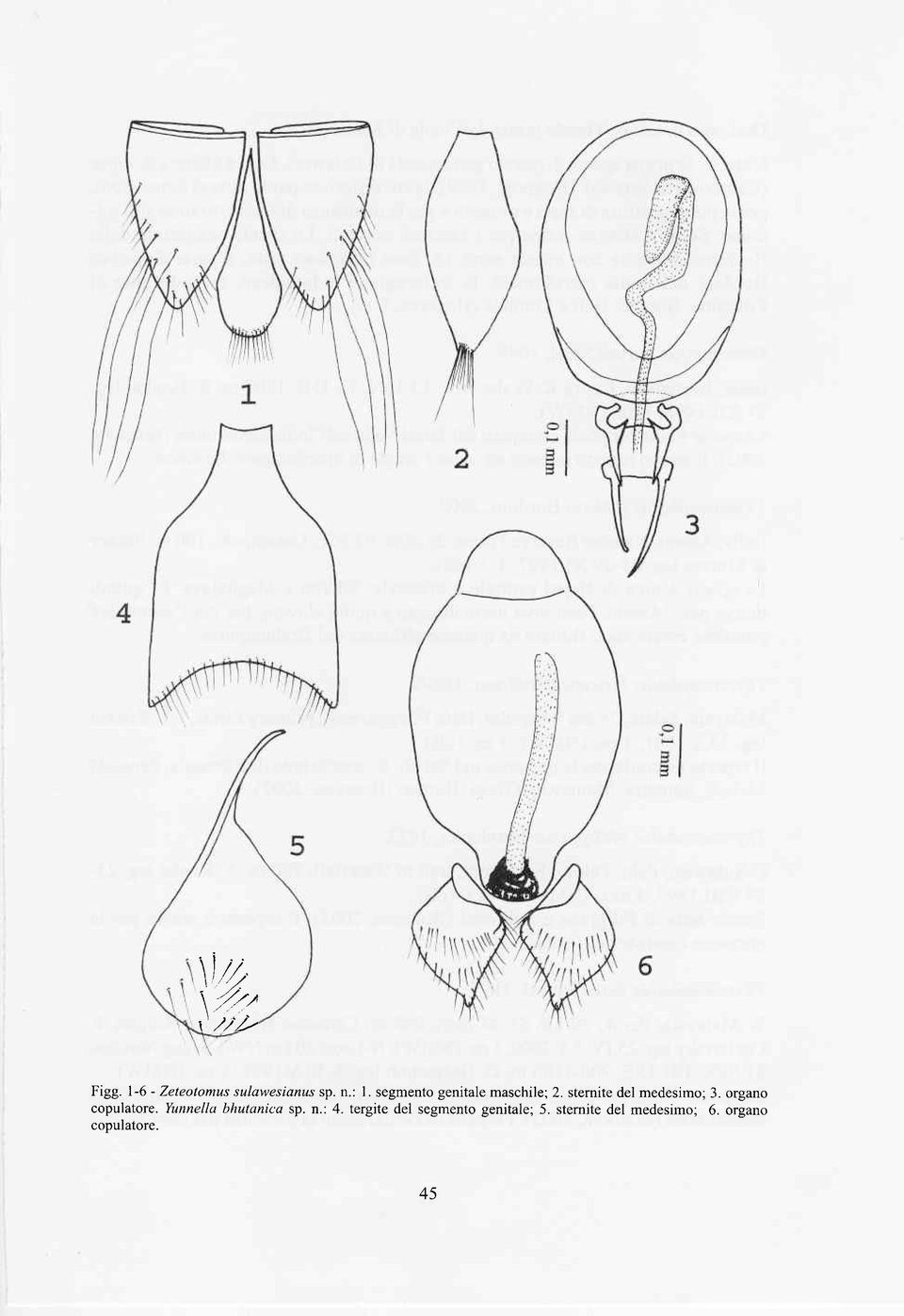 organo copulatore. Yunnellu bhutanica sp. n.: 4.