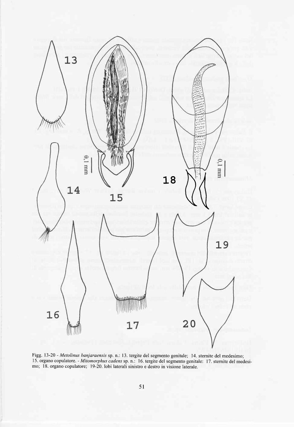 organo copulatore. - Mitomorphus cadens sp. n.: 16.