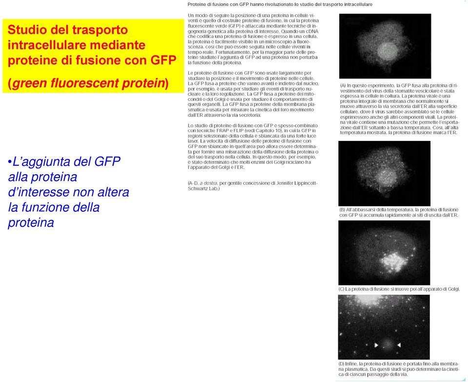 fluorescent protein) L aggiunta del GFP alla