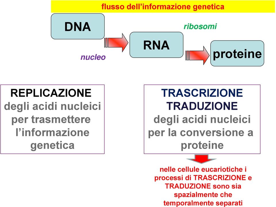 TRADUZIONE degli acidi nucleici per la conversione a proteine nelle cellule