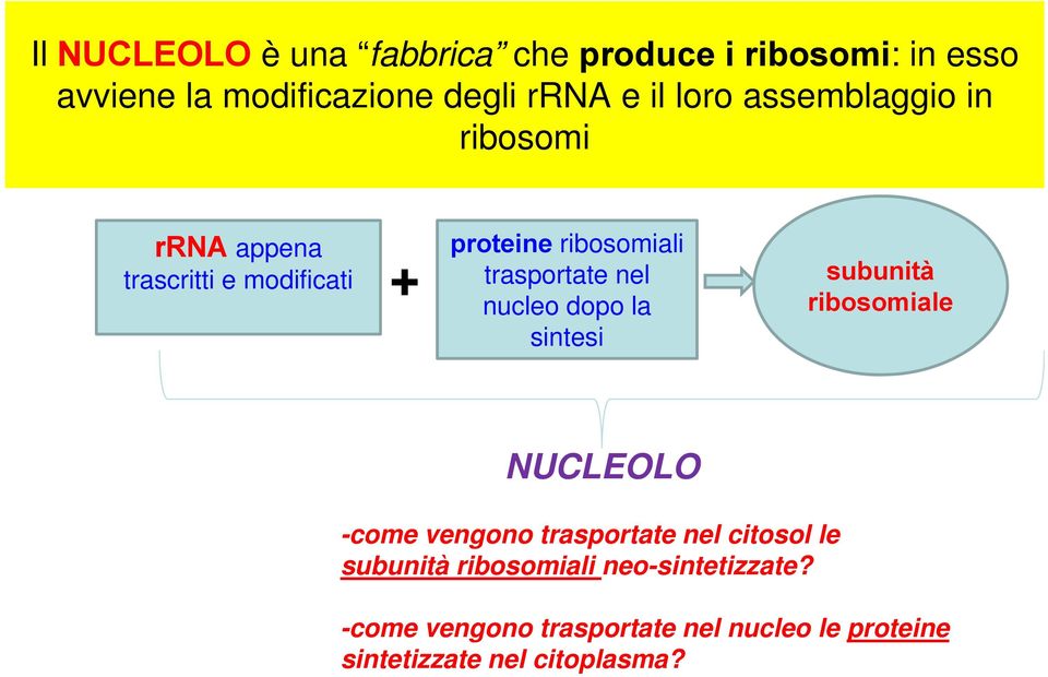 nel nucleo dopo la sintesi subunità ribosomiale NUCLEOLO -come vengono trasportate nel citosol le