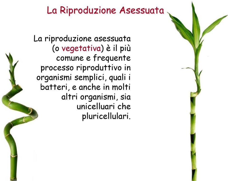 riproduttivo in organismi semplici, quali i batteri, e