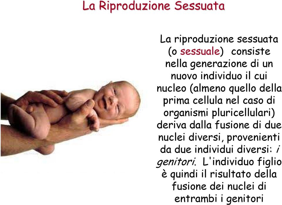 pluricellulari) deriva dalla fusione di due nuclei diversi, provenienti da due individui