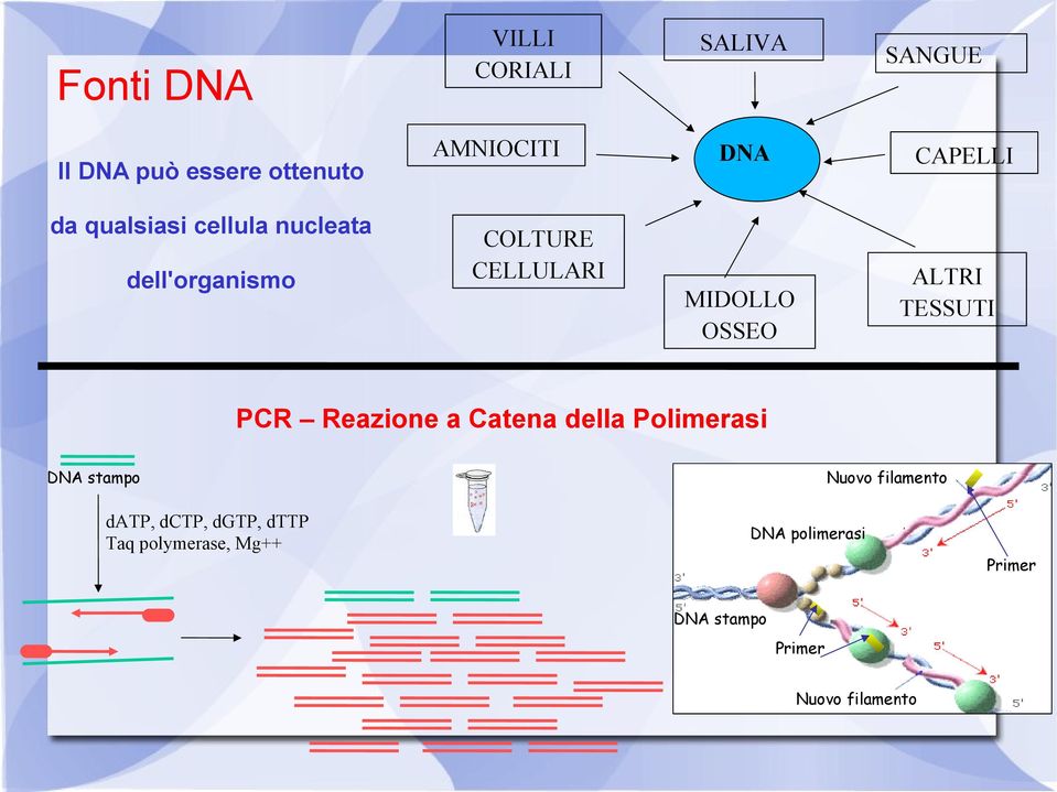 MIDOLLO OSSEO PCR Reazione a Catena della Polimerasi DNA stampo datp, dctp, dgtp,