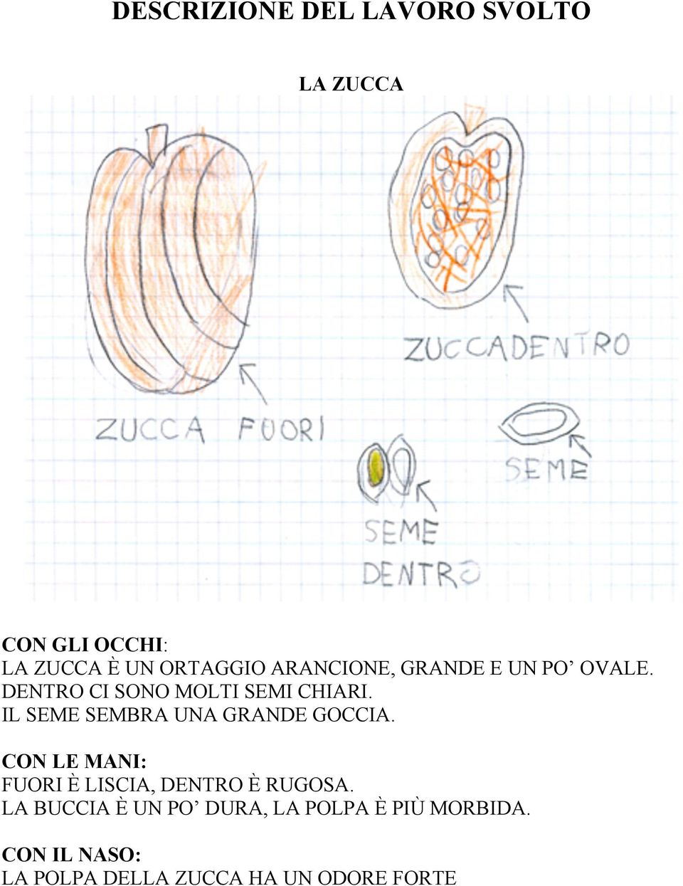 IL SEME SEMBRA UNA GRANDE GOCCIA. CON LE MANI: FUORI È LISCIA, DENTRO È RUGOSA.