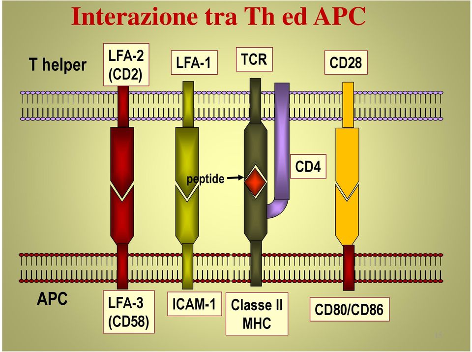 CD28 peptide CD4 APC LFA-3