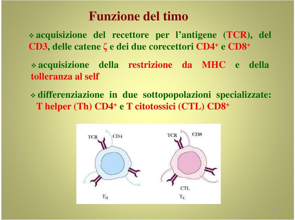 restrizione da MHC e della tolleranza al self differenziazione in due