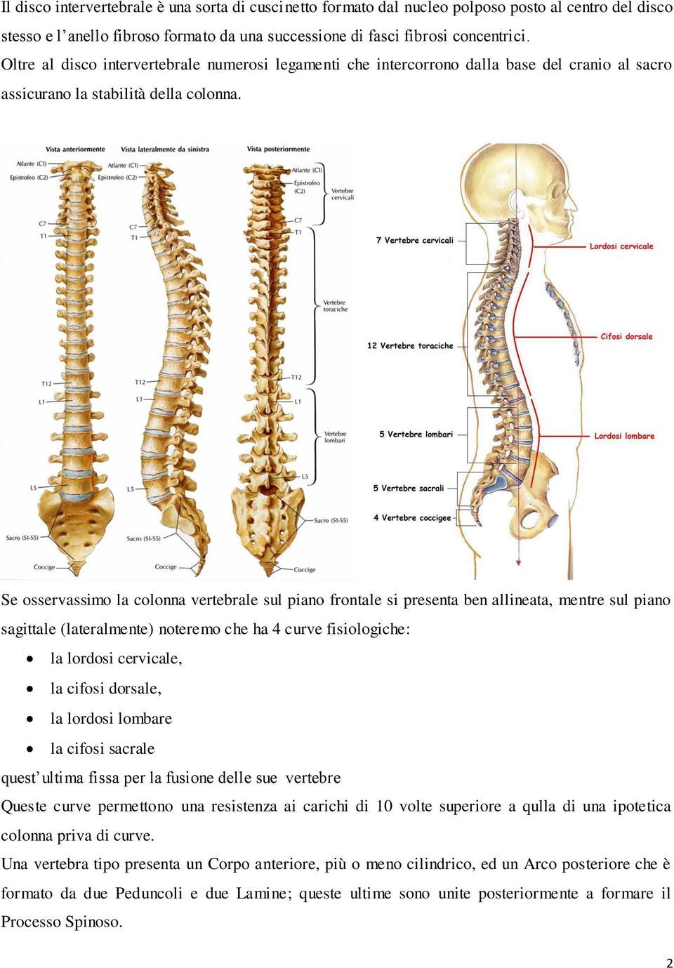 Se osservassimo la colonna vertebrale sul piano frontale si presenta ben allineata, mentre sul piano sagittale (lateralmente) noteremo che ha 4 curve fisiologiche: la lordosi cervicale, la cifosi