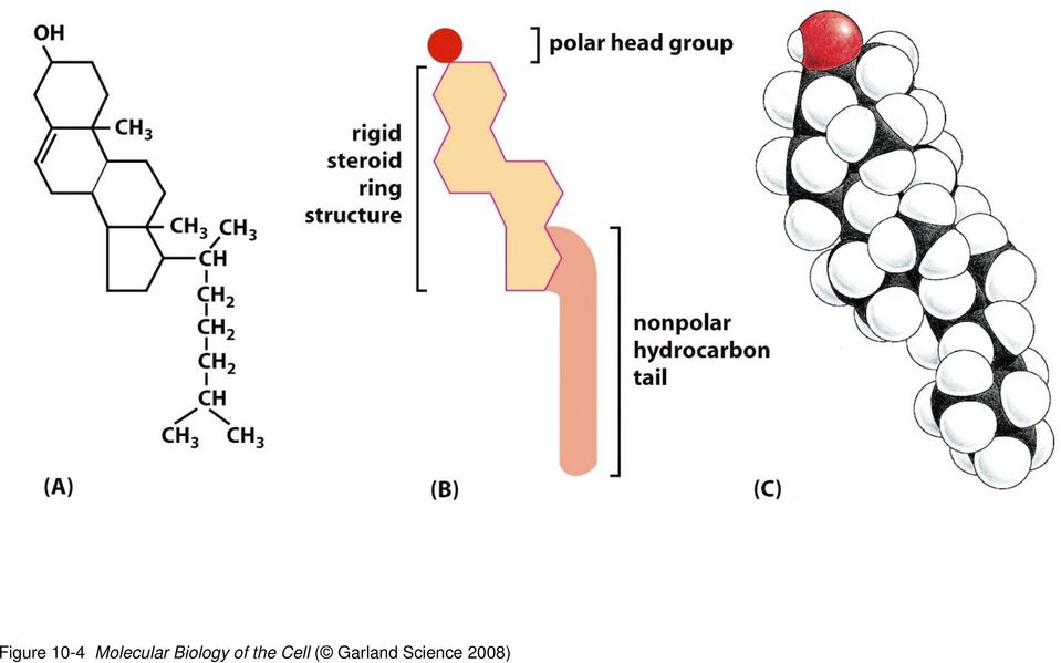 Biology of the