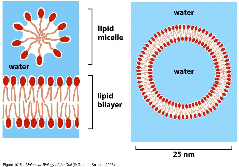 Biology of the