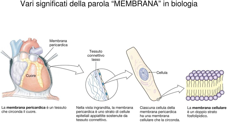 della parola