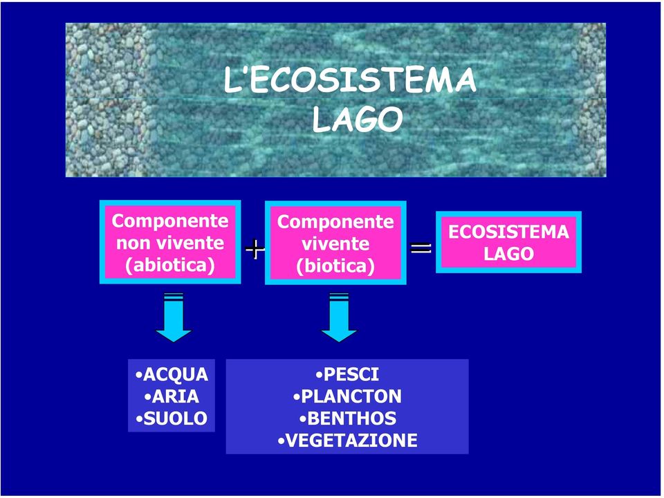 vivente = (biotica) ECOSISTEMA LAGO