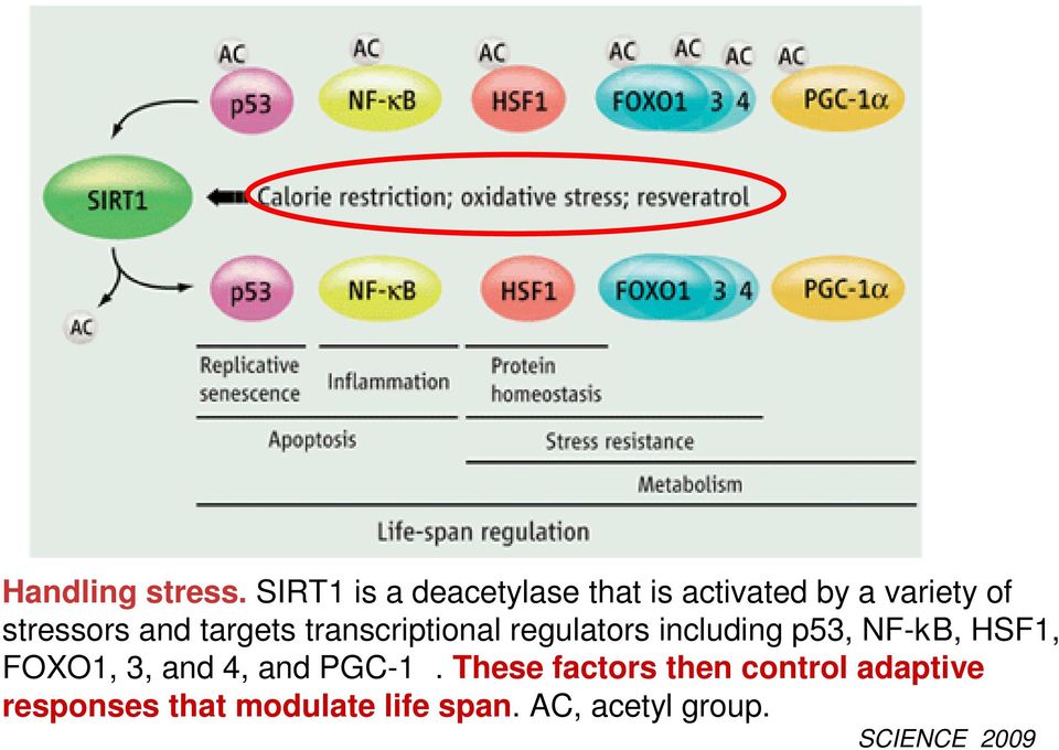 and targets transcriptional regulators including p53, NF-kB, HSF1,