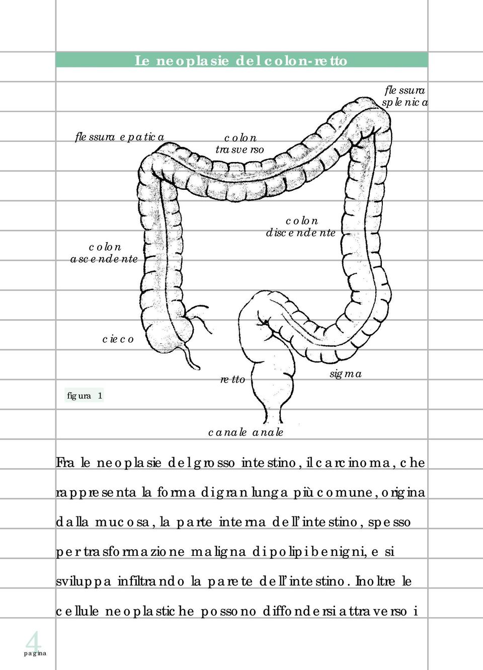 lunga più comune, origina dalla mucosa, la parte interna dell intestino, spesso per trasformazione maligna di polipi