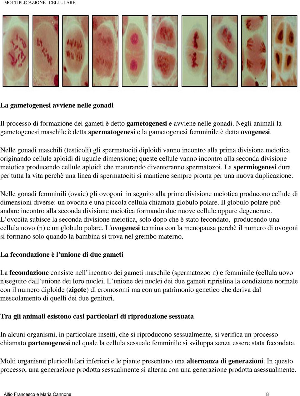 Nelle gonadi maschili (testicoli) gli spermatociti diploidi vanno incontro alla prima divisione meiotica originando cellule aploidi di uguale dimensione; queste cellule vanno incontro alla seconda