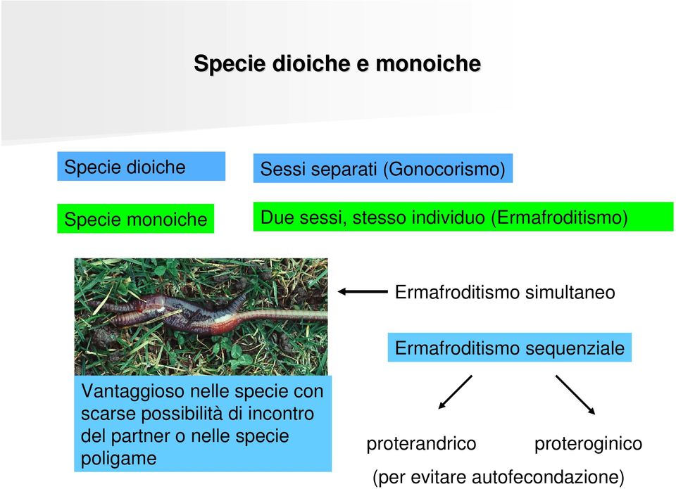 Ermafroditismo sequenziale Vantaggioso nelle specie con scarse possibilità di