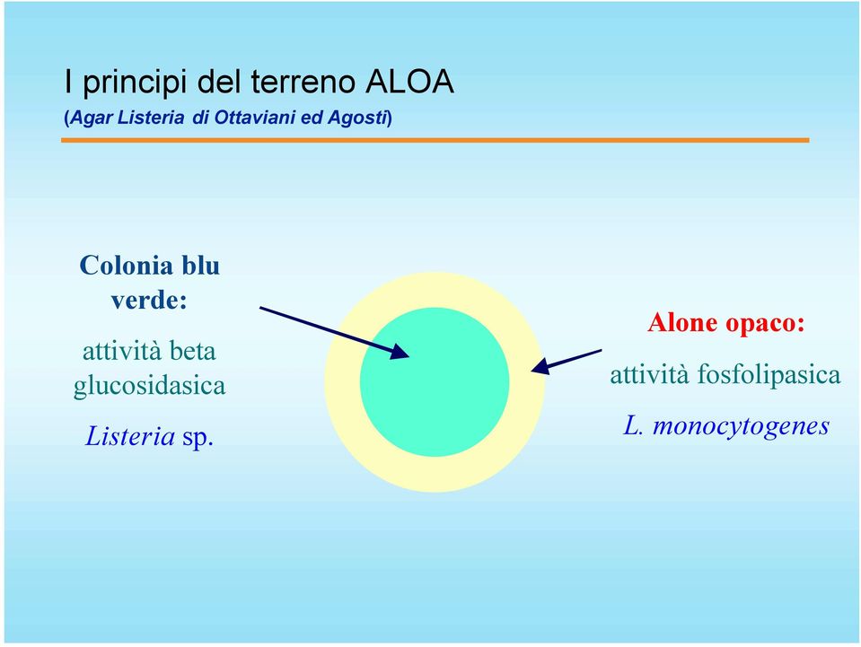 attività beta glucosidasica Listeria sp.