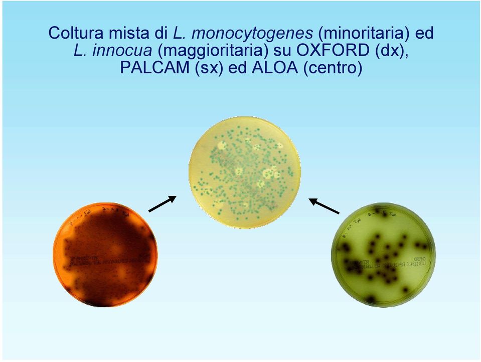 L. innocua (maggioritaria) su