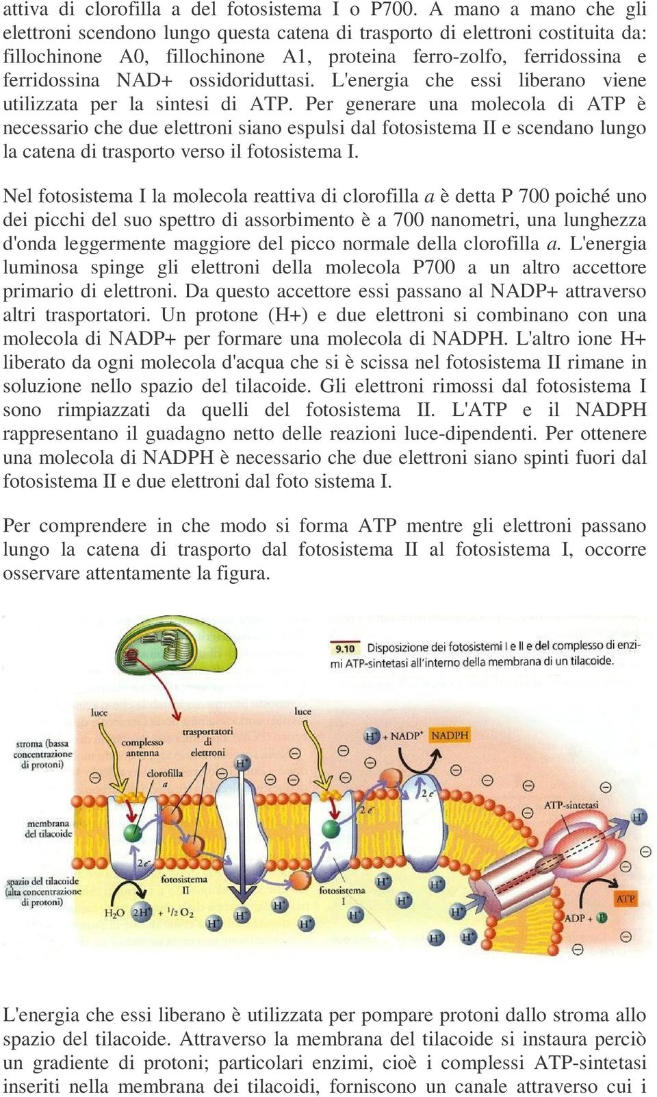 ossidoriduttasi. L'energia che essi liberano viene utilizzata per la sintesi di ATP.