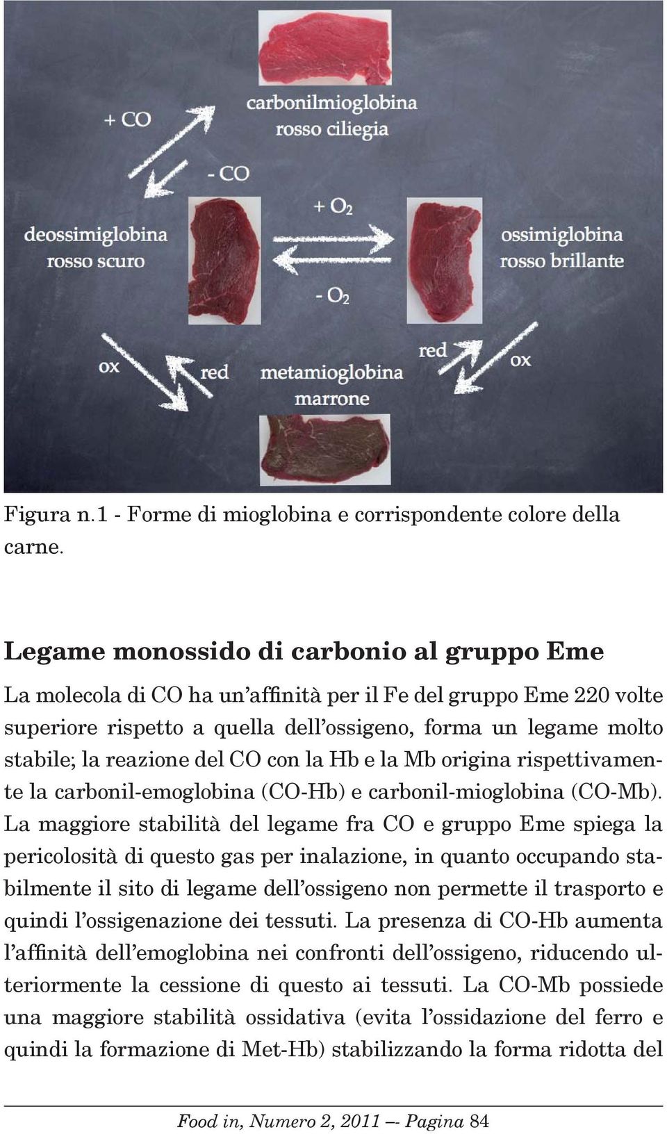 del CO con la Hb e la Mb origina rispettivamente la carbonil-emoglobina (CO-Hb) e carbonil-mioglobina (CO-Mb).