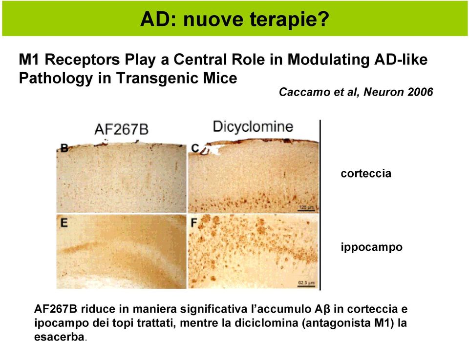 Transgenic Mice Caccamo et al, Neuron 2006 corteccia ippocampo AF267B