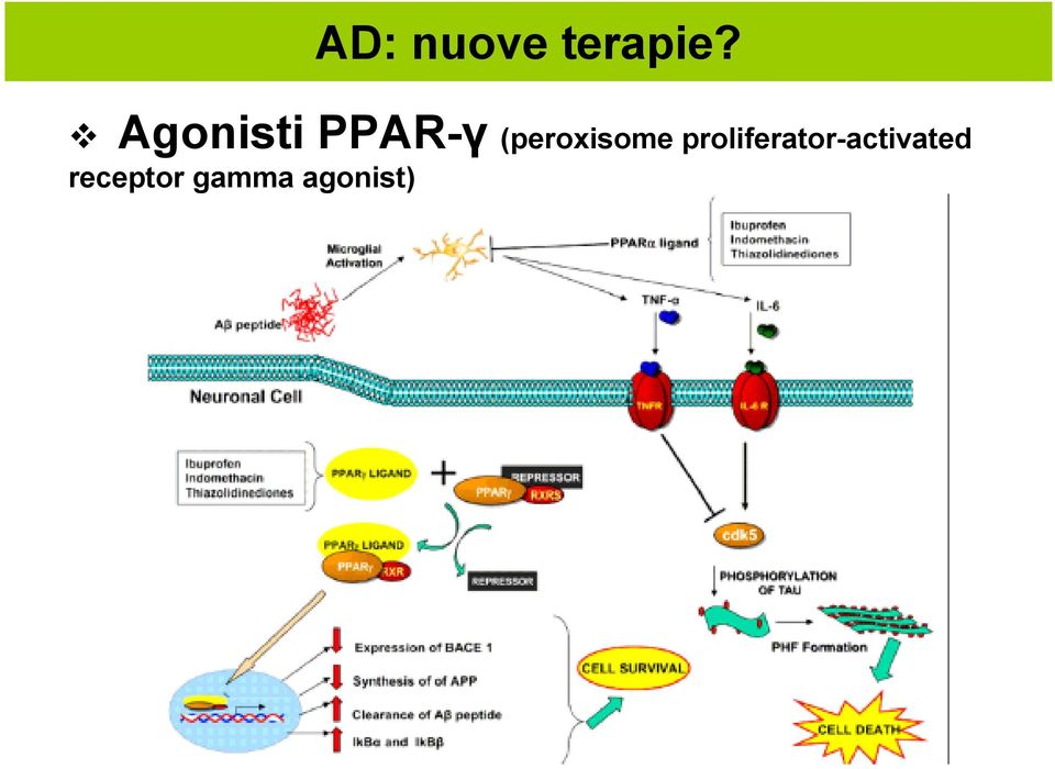 (peroxisome