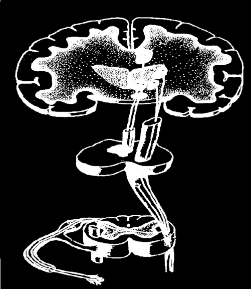 2) OPPIACEI: MECCANISMI RECETTORIALI E SITI D AZIONE Sistema limbico Corteccia somatosensoriale Talamo Sistema mediale