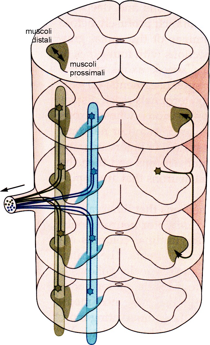 distali) Motoneuroni mediali (mm assiali)