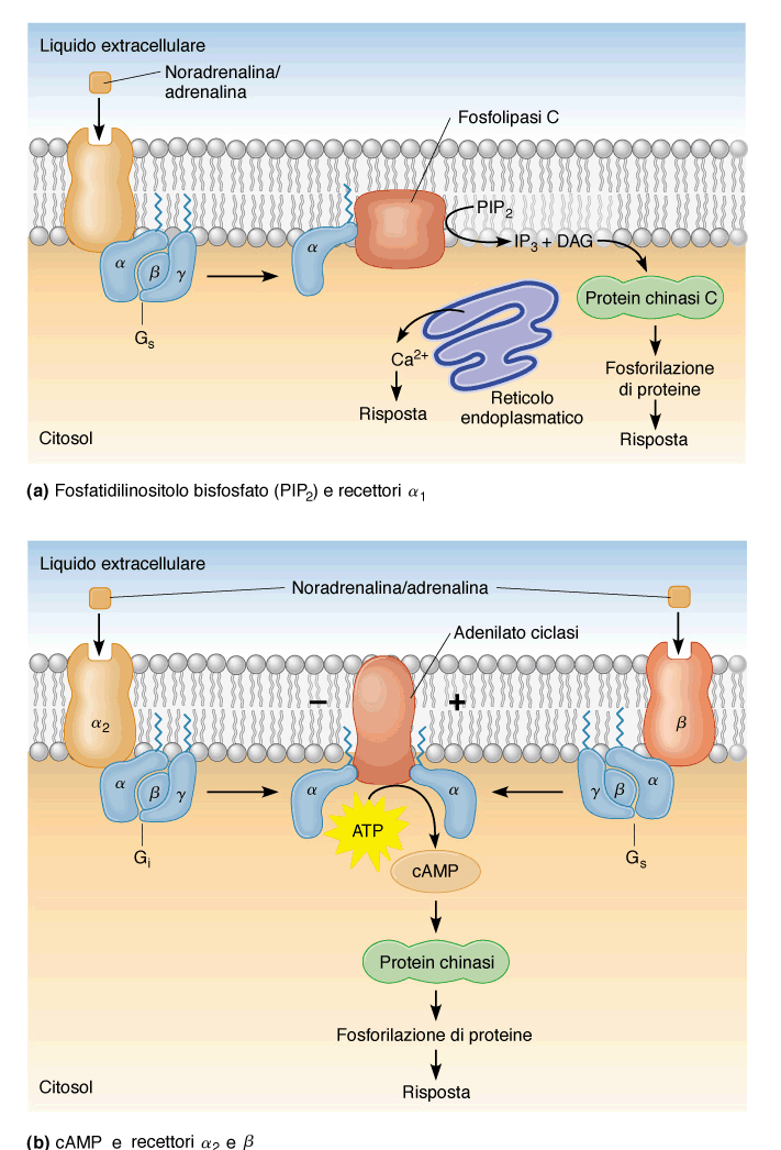 Meccanismi di traduzione del segnale negli organi effettori Il legame di adrenalina o noradrenalina con recettore α 1 (alfa 1) - adrenergico innesca l attivazione del sistema del secondo messaggero