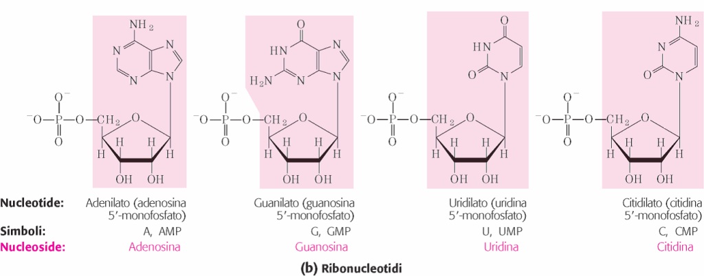 presenza del residuo fosforico conferente carattere fortemente acido, ai nucleotidi corrispondenti si da il nome il nome di acido desossiadenilico o deossiadenilato, acido deossiguanilico o