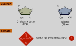 che si avvolgono su loro stessi a formare una doppia elica unita da ponti idrogeno. Questa catena è larga poco più di 2 nanometri (nm) ma la lunghezza può arrivare a dimensioni dell ordine del metro.