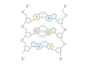 I pentosi degli acidi nucleici possono ciclizzare per formare anelli furanosici Il D- ribosio chimicamente è un monosaccaride che fa parte degli aldo-pentosi ( zucchero a 5 atomi di C) avente, in