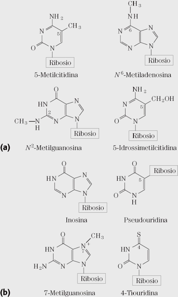 le comuni basi pirimidiniche e puriniche nelle forme tautomeriche